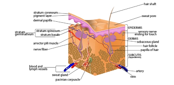 Do You Know Everything About Skin Anatomy Flashcards